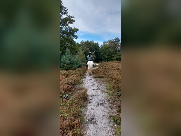 Tinker Stute 6 Jahre 150 cm Schecke in Heerlen