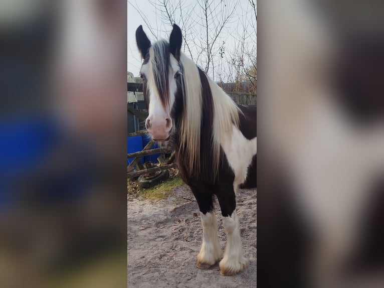 Tinker Stute 6 Jahre 150 cm Schecke in Heerlen