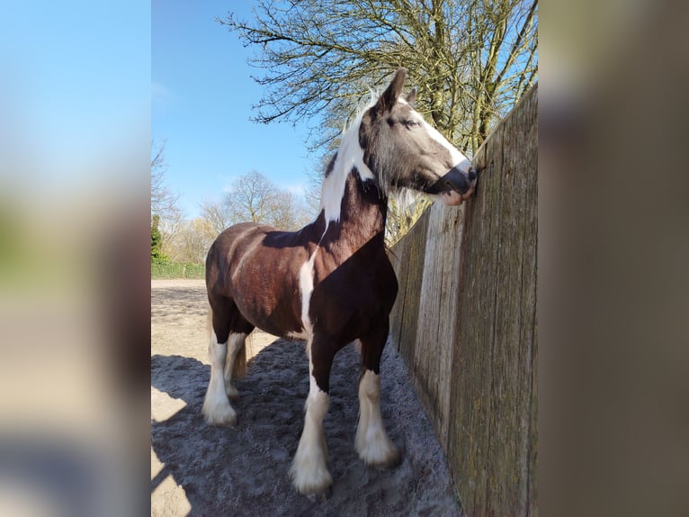 Tinker Stute 6 Jahre 150 cm Schecke in Heerlen