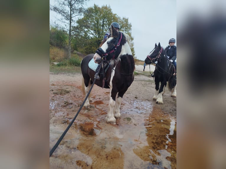 Tinker Stute 6 Jahre 150 cm Schecke in Heerlen