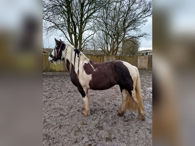 Tinker Stute 6 Jahre 150 cm Schecke in Heerlen