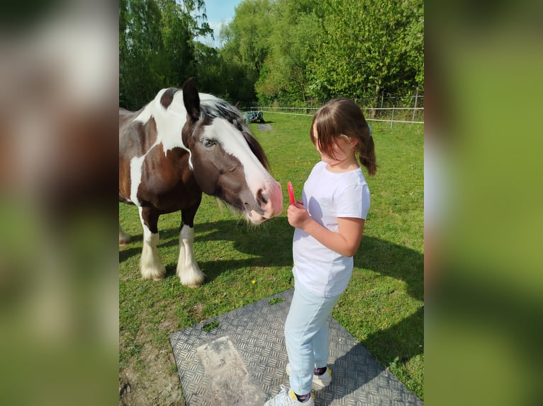 Tinker Stute 6 Jahre 150 cm Schecke in Heerlen