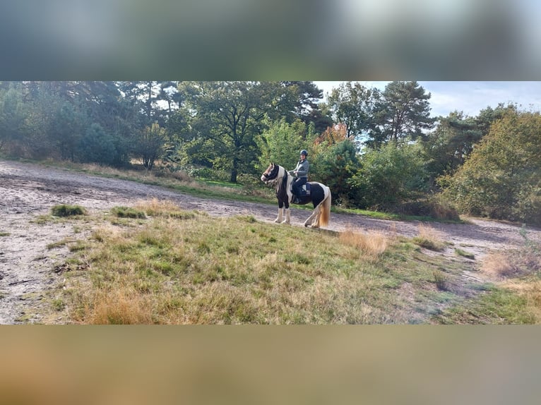 Tinker Stute 6 Jahre 150 cm Schecke in Heerlen