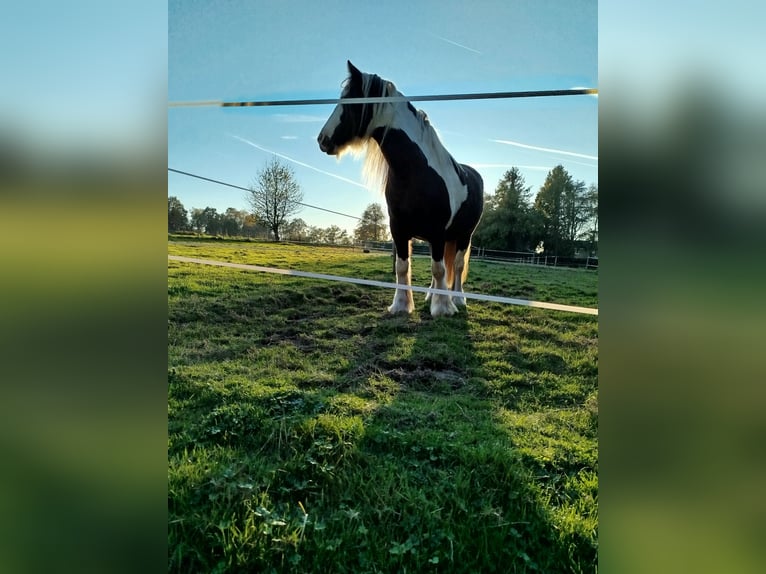 Tinker Stute 6 Jahre 150 cm Schecke in Heerlen