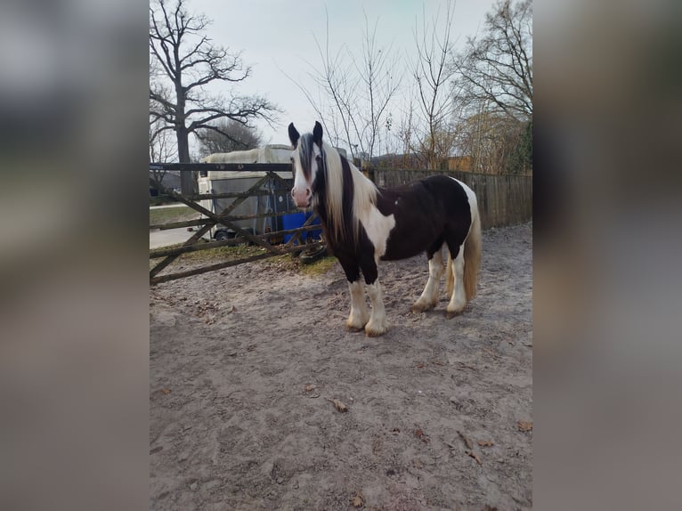 Tinker Stute 6 Jahre 150 cm Schecke in Heerlen