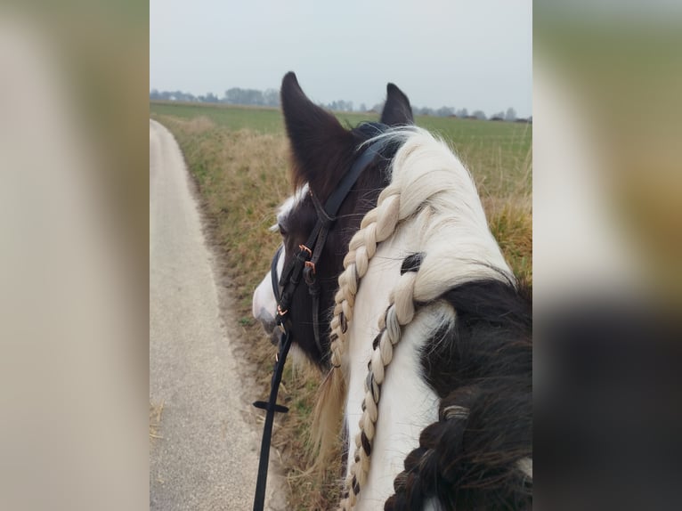 Tinker Stute 6 Jahre 150 cm Schecke in Heerlen