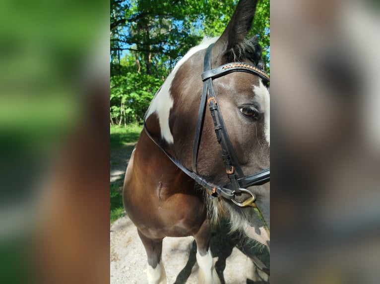 Tinker Stute 6 Jahre 150 cm Schecke in Heerlen