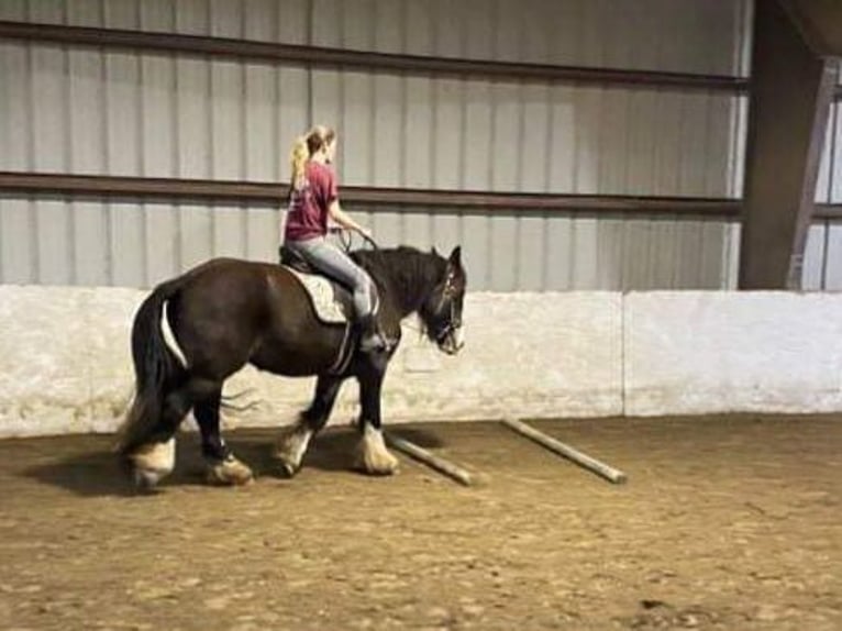 Tinker Stute 6 Jahre 152 cm Buckskin in Sanbornton