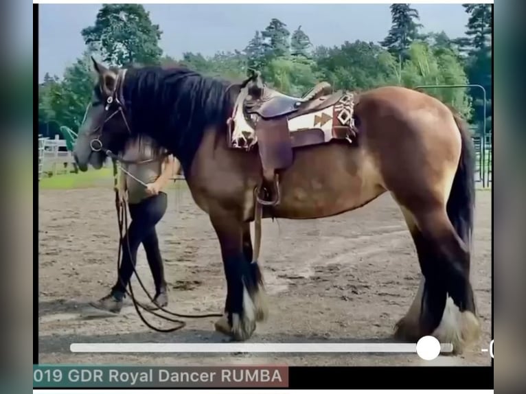 Tinker Stute 6 Jahre 152 cm Buckskin in Sanbornton