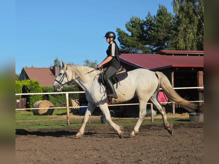 Tinker Mix Stute 6 Jahre 155 cm Schimmel in Choczewo