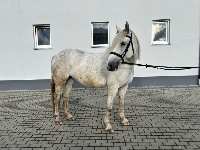 Tinker Mix Stute 6 Jahre 155 cm Schimmel in Choczewo