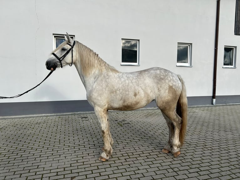 Tinker Mix Stute 6 Jahre 155 cm Schimmel in Choczewo