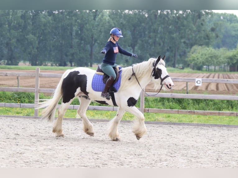 Tinker Stute 6 Jahre 160 cm Schecke in Pepingen