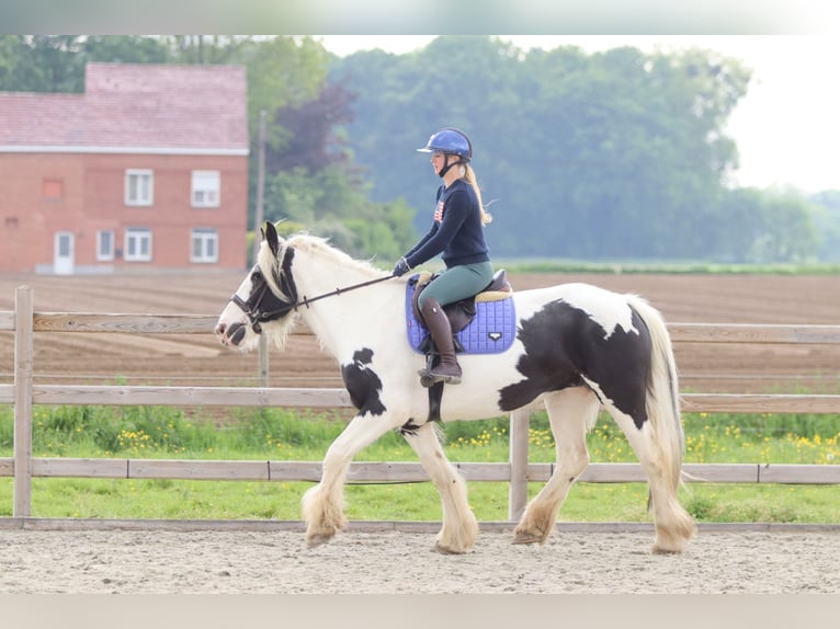 Tinker Stute 6 Jahre 160 cm Schecke in Pepingen