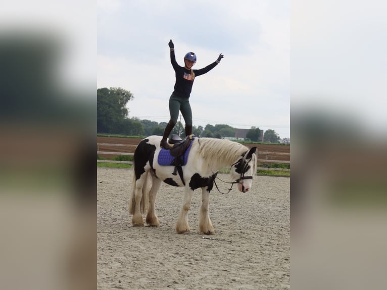 Tinker Stute 6 Jahre 160 cm Schecke in Pepingen