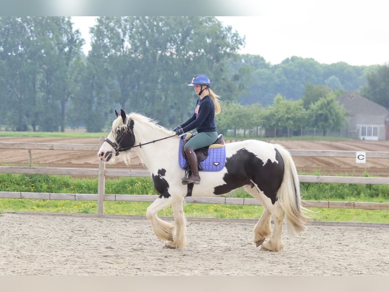 Tinker Stute 6 Jahre 160 cm Schecke in Pepingen