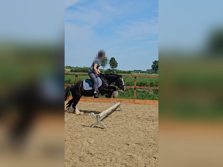 Tinker Stute 6 Jahre Rappe in Emstek /Repke