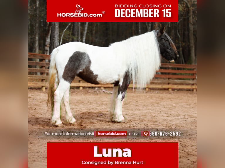 Tinker Stute 6 Jahre Roan-Blue in Rutledge