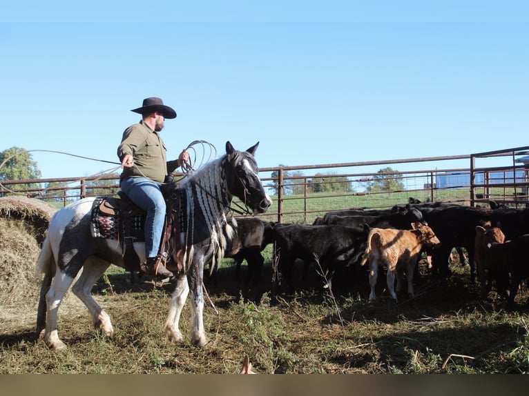 Tinker Stute 6 Jahre Roan-Blue in Rutledge