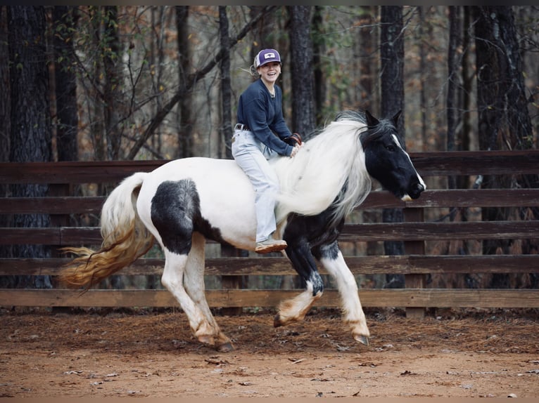 Tinker Stute 6 Jahre Roan-Blue in Rutledge
