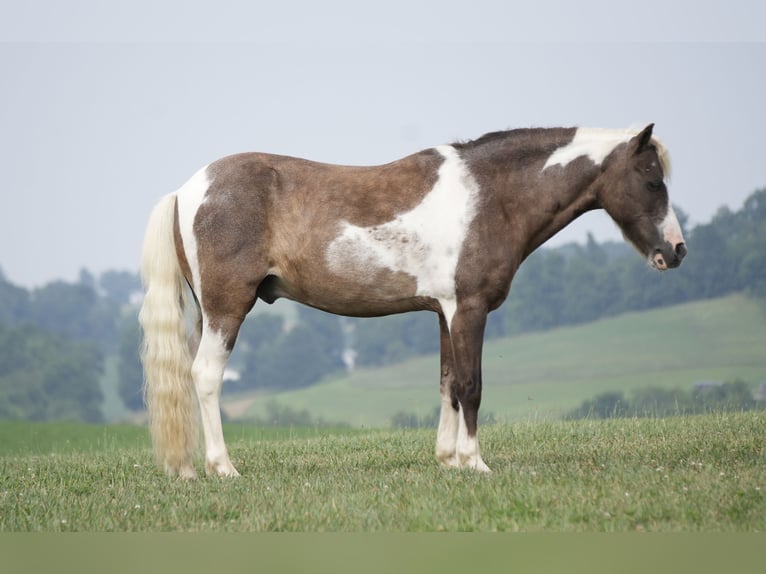 Tinker Mix Stute 7 Jahre 112 cm Roan-Blue in Fresno