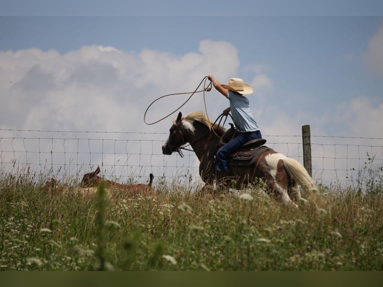 Tinker Mix Stute 7 Jahre 112 cm Roan-Blue in Fresno