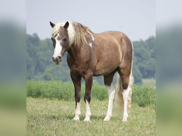 Tinker Mix Stute 7 Jahre 112 cm Roan-Blue in Fresno