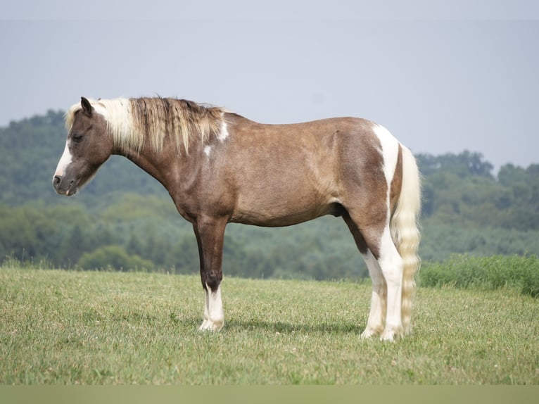 Tinker Mix Stute 7 Jahre 112 cm Roan-Blue in Fresno