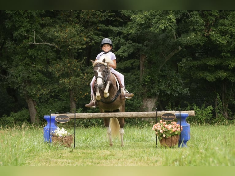 Tinker Mix Stute 7 Jahre 112 cm Roan-Blue in Fresno