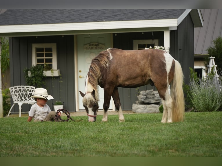 Tinker Mix Stute 7 Jahre 112 cm Roan-Blue in Fresno