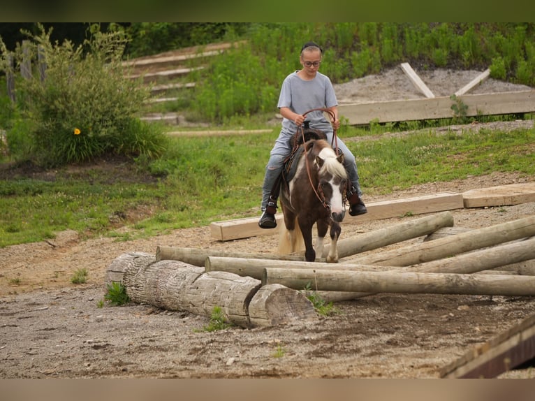 Tinker Mix Stute 7 Jahre 112 cm Roan-Blue in Fresno