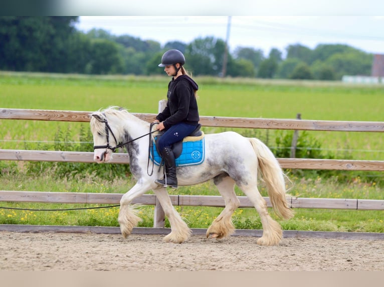 Tinker Stute 7 Jahre 124 cm Roan-Blue in Bogaarden