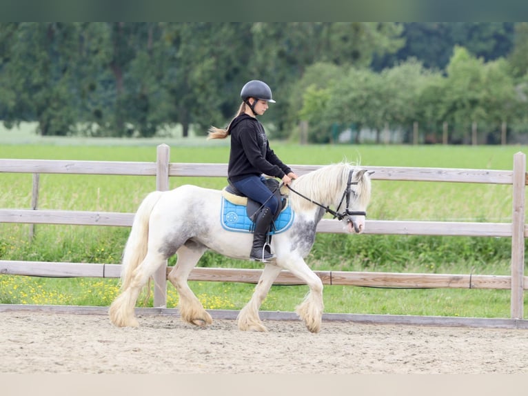 Tinker Stute 7 Jahre 124 cm Roan-Blue in Bogaarden