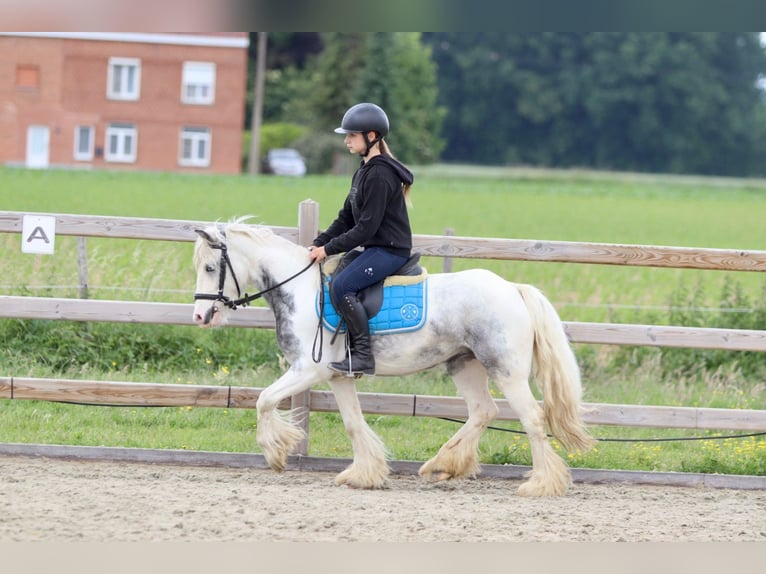 Tinker Stute 7 Jahre 124 cm Roan-Blue in Bogaarden