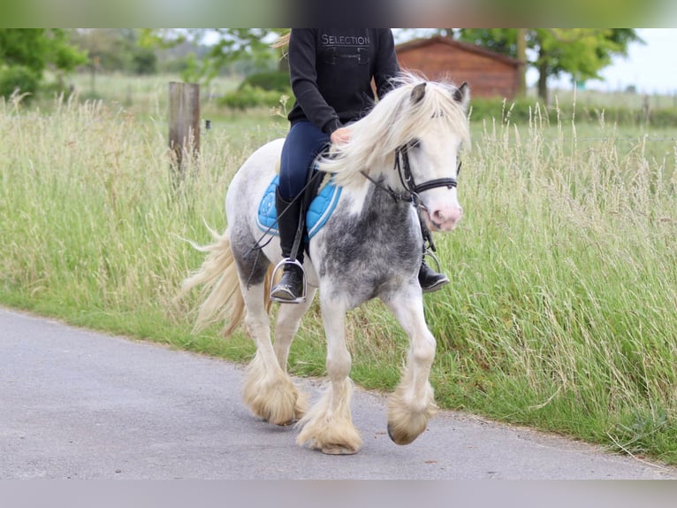 Tinker Stute 7 Jahre 124 cm Roan-Blue in Bogaarden