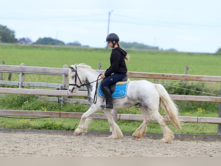 Tinker Stute 7 Jahre 124 cm Roan-Blue in Bogaarden
