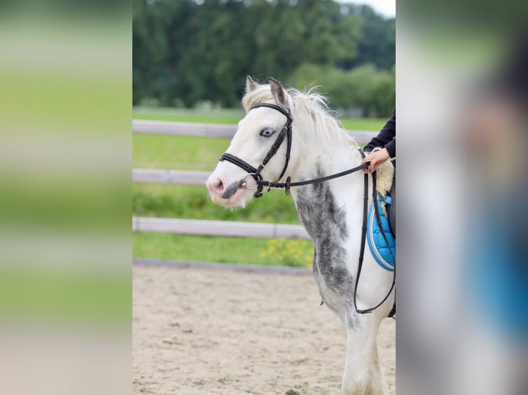 Tinker Stute 7 Jahre 124 cm Roan-Blue in Bogaarden