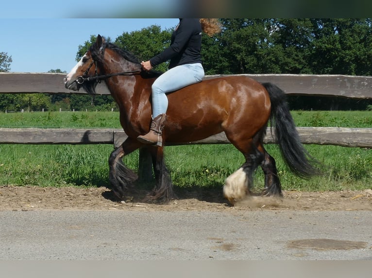 Tinker Stute 7 Jahre 126 cm Brauner in Lathen