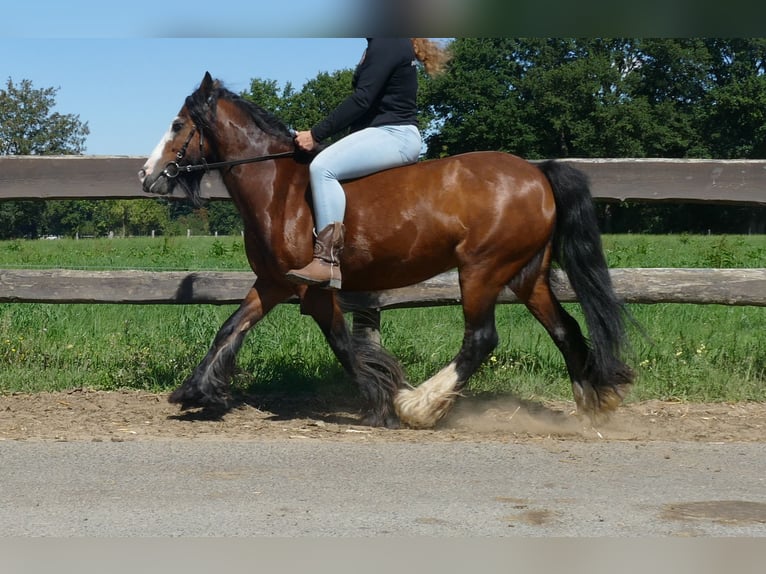 Tinker Stute 7 Jahre 126 cm Brauner in Lathen