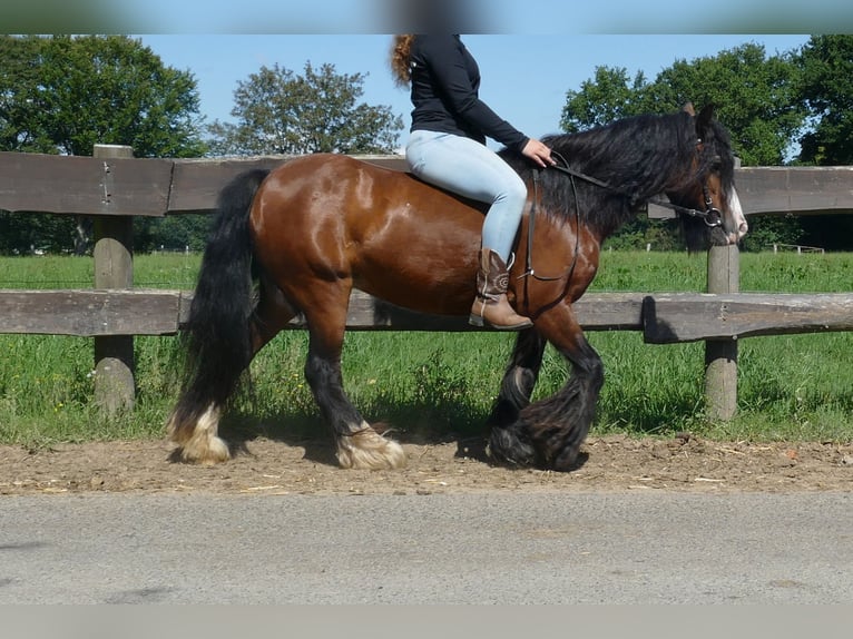 Tinker Stute 7 Jahre 126 cm Brauner in Lathen