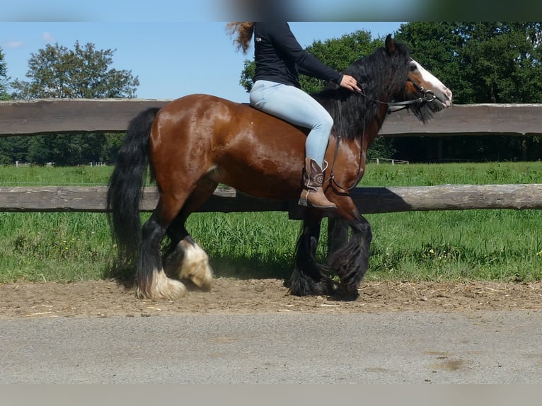 Tinker Stute 7 Jahre 126 cm Brauner in Lathen