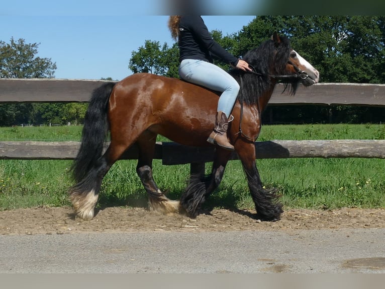 Tinker Stute 7 Jahre 126 cm Brauner in Lathen