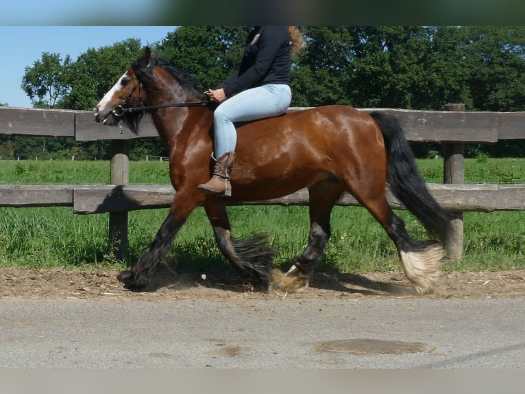 Tinker Stute 7 Jahre 126 cm Brauner in Lathen