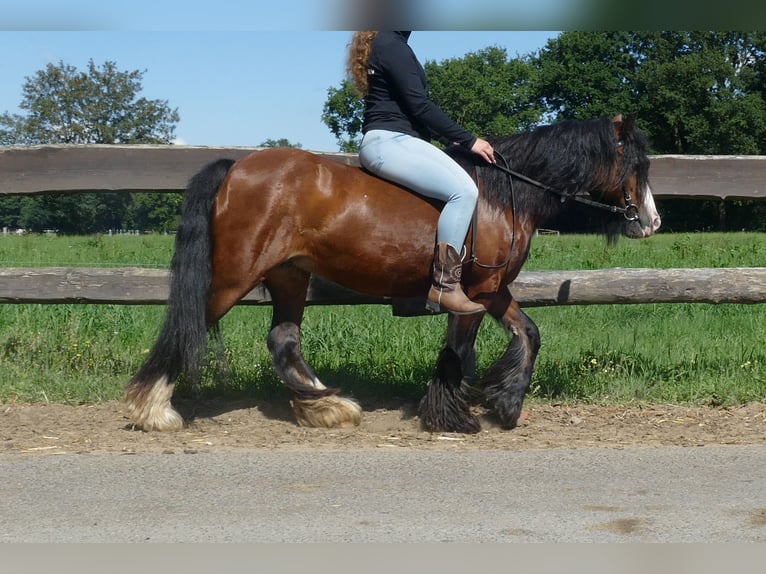 Tinker Stute 7 Jahre 126 cm Brauner in Lathen