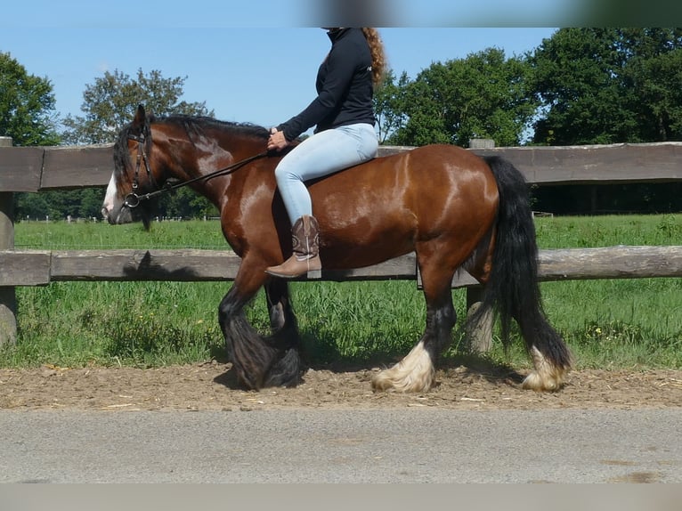 Tinker Stute 7 Jahre 126 cm Brauner in Lathen