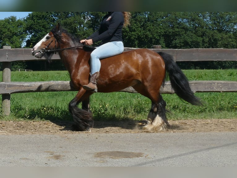 Tinker Stute 7 Jahre 126 cm Brauner in Lathen
