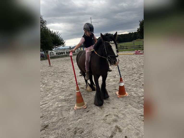Tinker Stute 7 Jahre 127 cm Rappe in Grabenstätt