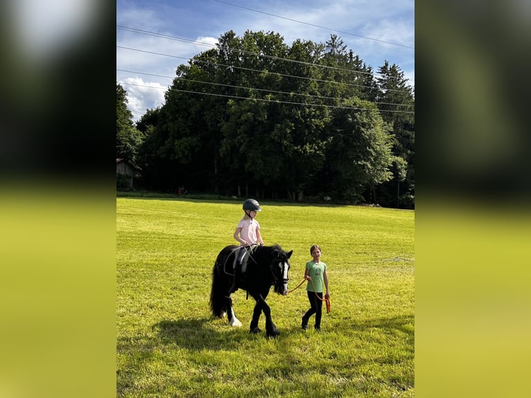 Tinker Stute 7 Jahre 127 cm Rappe in Grabenstätt