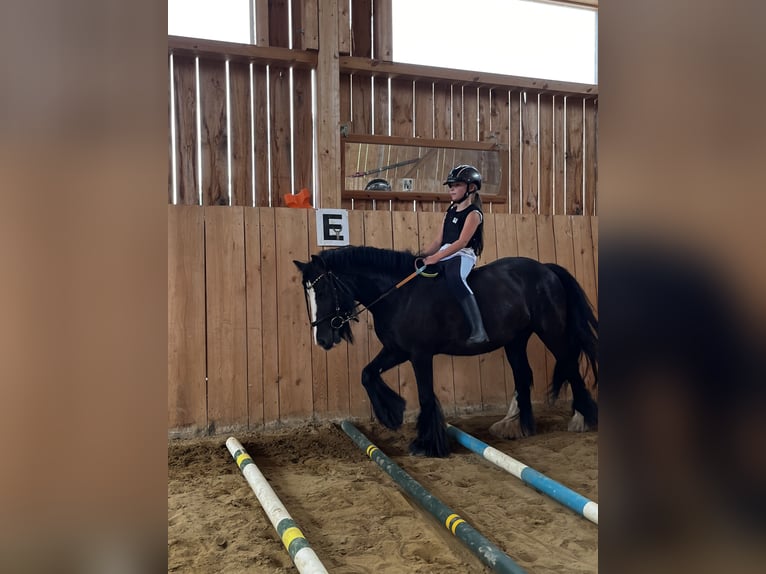 Tinker Stute 7 Jahre 127 cm Rappe in Grabenstätt