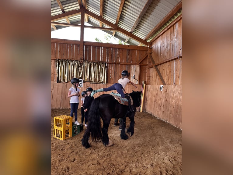 Tinker Stute 7 Jahre 127 cm Rappe in Grabenstätt